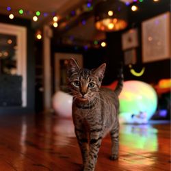 Mac Tabby Cat Cafe