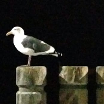 Redondo Beach Pier - Birdy against the pitch-darkness of the ocean / sky - Souvenir Shops Near Me - Redondo Beach, California Redondo Beach Pier - Birdy against the pitch-darkness of the ocean / sky - Souvenir Shops Near Me - Redondo Beach, California