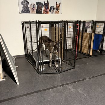 Devotion To Dogs - Pet Training Near Me - El Cajon, California Devotion To Dogs - Pet Training Near Me - El Cajon, California
