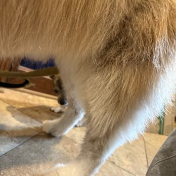 Bath & Beyond Pet Salon - Pet Groomers Near Me - Greenwood, Indiana
