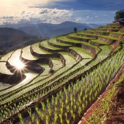 Circle Travel - Terraced rice fields.
Bali, Indonesia