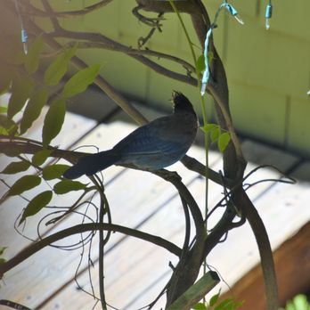 The Idyllwild Bunkhouse - Love watching the birds from the deck - Hotels Near Me - Idyllwild, California The Idyllwild Bunkhouse - Love watching the birds from the deck - Hotels Near Me - Idyllwild, California