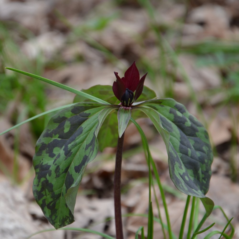 Stoney Run County Park - Nifty Flower - Parks Near Me - Hebron, Indiana Stoney Run County Park - Nifty Flower - Parks Near Me - Hebron, Indiana