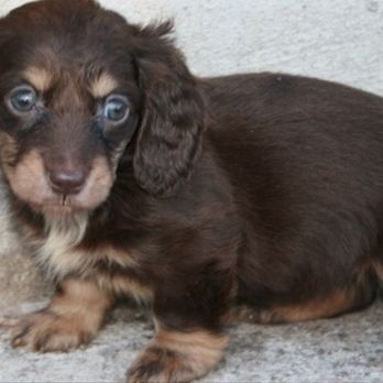 longdox miniature dachshunds