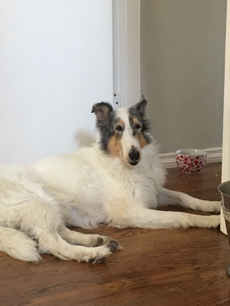 Moondoggy Day/Night Camp for Dogs - pet boarding facility in Los Angeles, CA