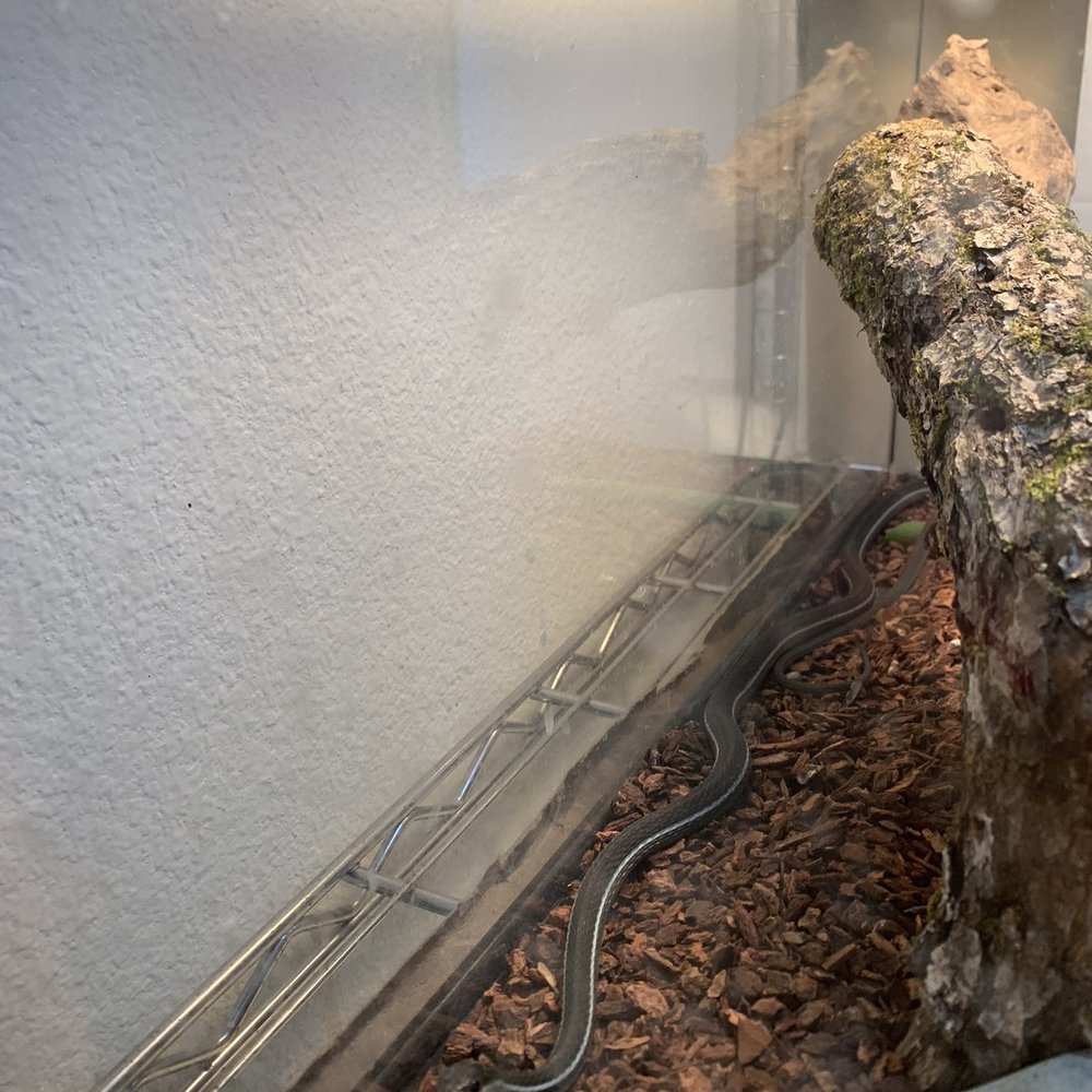 Beast Pets & Supplies - Bluestripe ribbon snake - Reptile Shops Near Me - Spring Valley, California Beast Pets & Supplies - Bluestripe ribbon snake - Reptile Shops Near Me - Spring Valley, California