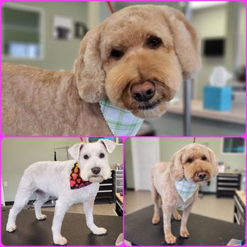 Lacy's Struttin Mutts - Pet Groomers Near Me - Tea, South Dakota Lacy's Struttin Mutts - Pet Groomers Near Me - Tea, South Dakota