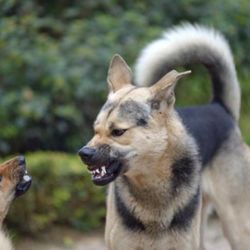 The Dogfather Behavioral And Training center - Do you have aggression issues with your dog?  Give us a call 815815-997-8999g