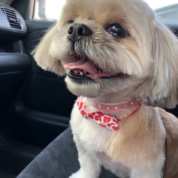 Bubble Pup Salon - I'm so cute thanks to my trim and wash! - Pet Groomers Near Me - Los Angeles, California Bubble Pup Salon - I'm so cute thanks to my trim and wash! - Pet Groomers Near Me - Los Angeles, California
