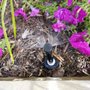 Photo of Milwaukee Lawn Sprinkler