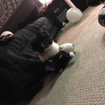 TopDog Puppies - #TopDogLV #Puppy #Puppies! #shorkiepoo #happy - Pet Breeders Near Me - Las Vegas, Nevada TopDog Puppies - #TopDogLV #Puppy #Puppies! #shorkiepoo #happy - Pet Breeders Near Me - Las Vegas, Nevada