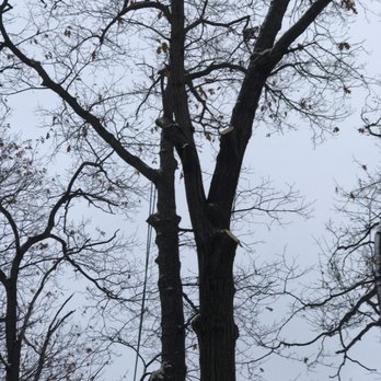 Advance Tree Service - Roping and rigging - Tree Services Near Me - Gaylord, Michigan Advance Tree Service - Roping and rigging - Tree Services Near Me - Gaylord, Michigan