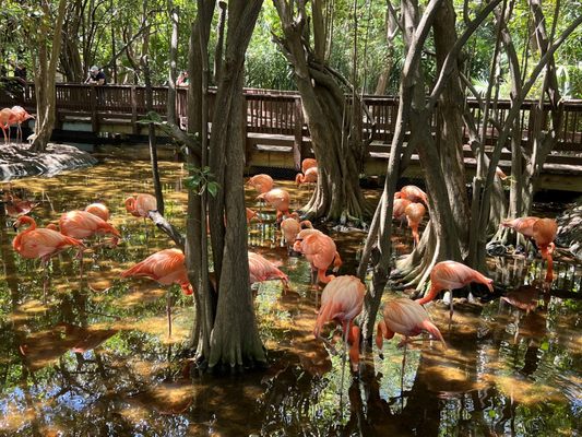 Jungle Island by null