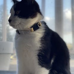 Growls N Meows - Nala, a client of Joe's! 