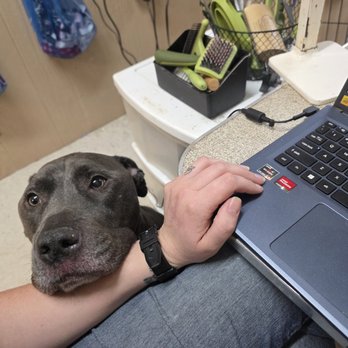 Shadowood Pet Resort - Some love while doing paperwork - Pet Boarding Near Me - Rolla, Missouri Shadowood Pet Resort - Some love while doing paperwork - Pet Boarding Near Me - Rolla, Missouri