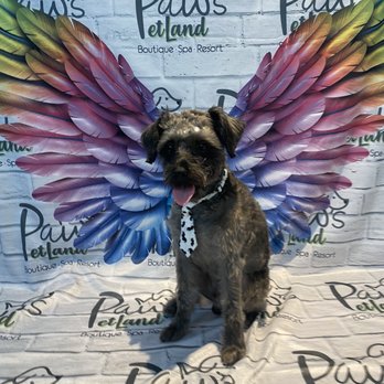 Paw’s PetLand - Grooming - Pet Groomers Near Me - Miami, Florida Paw’s PetLand - Grooming - Pet Groomers Near Me - Miami, Florida