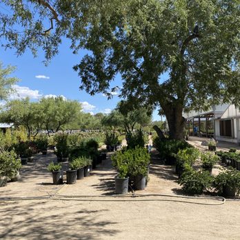 Green Things - More views - Nurseries & Gardening Near Me - Tucson, Arizona