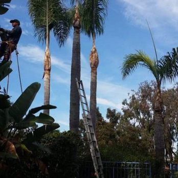 Uraje Tree Service - After Results - Tree Services Near Me - Santa Ana, California Uraje Tree Service - After Results - Tree Services Near Me - Santa Ana, California