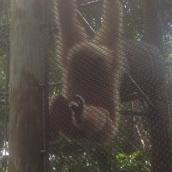 Jungle Island - Amusement Parks Near Me - Miami, Florida Jungle Island - Amusement Parks Near Me - Miami, Florida
