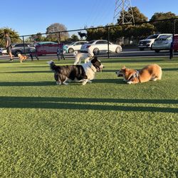 Foster City Dog Park