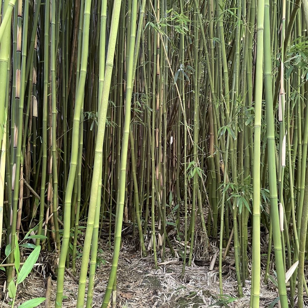 Maui's Private Guide - Secret (smaller) bamboo forest - Beer Tours Near Me Maui's Private Guide - Secret (smaller) bamboo forest - Beer Tours Near Me
