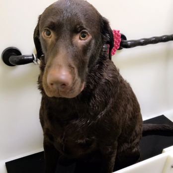 Muddy Buddy - Pet Groomers Near Me - Virginia Beach, Virginia Muddy Buddy - Pet Groomers Near Me - Virginia Beach, Virginia
