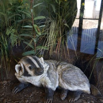 Carpenter Nature Center - Don't badger me - Parks Near Me - Hastings, Minnesota