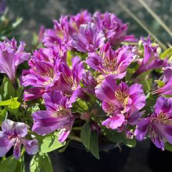 Loma Bonita Nursery