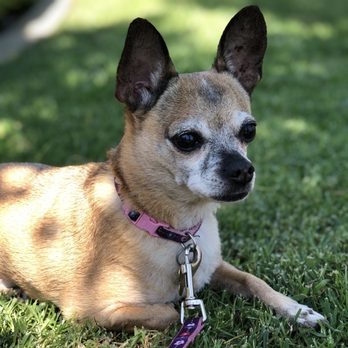 Doggie Spa - Pet Groomers Near Me - Corona, California Doggie Spa - Pet Groomers Near Me - Corona, California