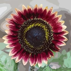 Wildflower Preschool - Watch them grow like our little ones.
