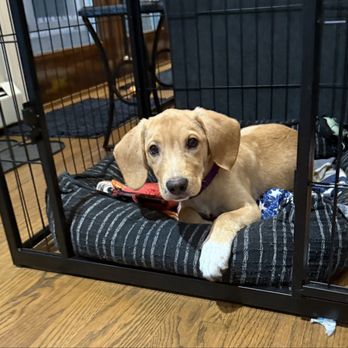 Safe Haven Animal Rescue - My foster pup - Community Service/Non-Profit Near Me Safe Haven Animal Rescue - My foster pup - Community Service/Non-Profit Near Me