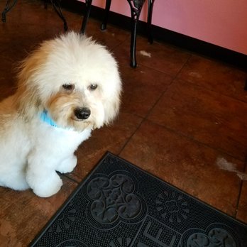 Dog Beauty Parlor - Baby's first haircut too cute - Pet Groomers Near Me - Henderson, Nevada