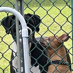 Woodville Dog Park