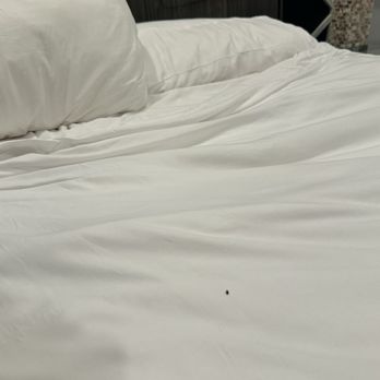 Solterra Resort - Bedbugs!!! - Resorts Near Me - Davenport, Florida Solterra Resort - Bedbugs!!! - Resorts Near Me - Davenport, Florida