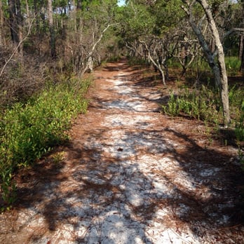 Carolina Beach State Park - Easy strolling on swamp trail. - Parks Near Me - Carolina Beach, North Carolina Carolina Beach State Park - Easy strolling on swamp trail. - Parks Near Me - Carolina Beach, North Carolina