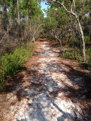 Carolina Beach State Park by null