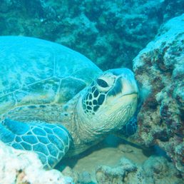 Sea turtle on a Dive Charter with Waikiki Dive Center Sea turtle on a Dive Charter with Waikiki Dive Center