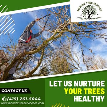 Mendez Tree Service - Tree Services Near Me Mendez Tree Service - Tree Services Near Me
