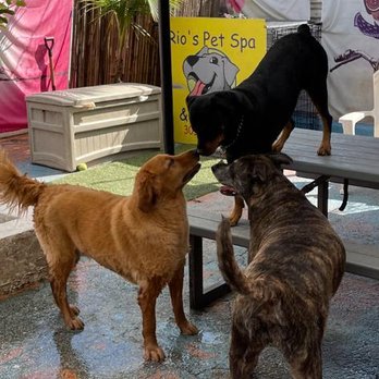 Rio's Pet Spa & Boarding - Pet Groomers Near Me - North Miami, Florida Rio's Pet Spa & Boarding - Pet Groomers Near Me - North Miami, Florida