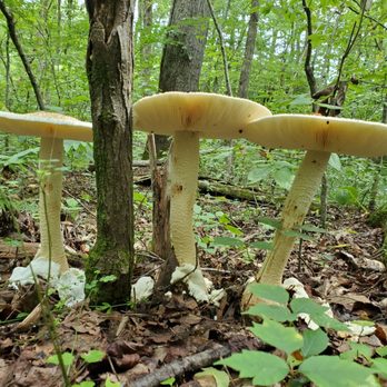 Bear Creek Lake State Park - Felt like I was on another planet on this shroomy trail. - Parks Near Me - Cumberland, Virginia Bear Creek Lake State Park - Felt like I was on another planet on this shroomy trail. - Parks Near Me - Cumberland, Virginia