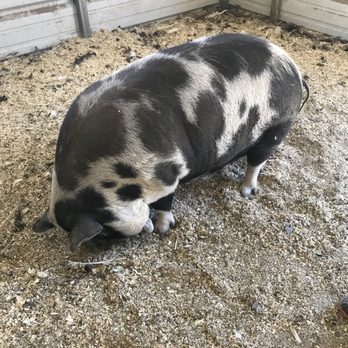 Angeles Crest Creamery - Farms Near Me - Valyermo, California