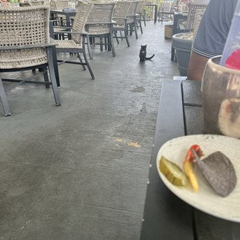 Sails - Random adorable kitten - Seafood Near Me - East End, Virgin Islands