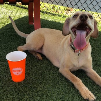 Play. Wash. Pint. - Dog Parks Near Me - Chattanooga, Tennessee Play. Wash. Pint. - Dog Parks Near Me - Chattanooga, Tennessee