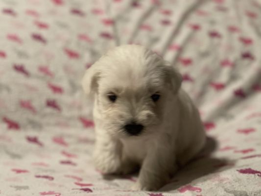 Richberg S Miniature Schnauzers Ft Pierce Fl Mapquest