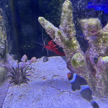 Aquastudios Aquariums - Aquarium Services Near Me - The Colony, Texas Aquastudios Aquariums - Aquarium Services Near Me - The Colony, Texas