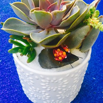 Easy Peasy Succulents - Home & Garden Near Me - Long Beach, California