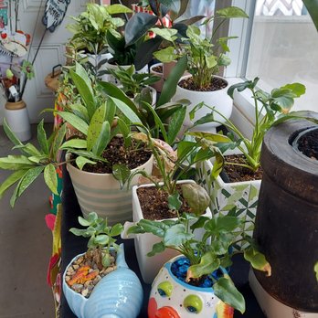 The GardenShoppe - a variety of potted plants - Wine Bars Near Me - Hollister, California The GardenShoppe - a variety of potted plants - Wine Bars Near Me - Hollister, California