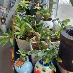 The GardenShoppe