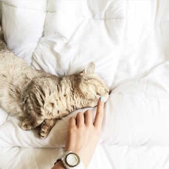 Animo Organics - Animo Organics Mt Juliet Honest Paws Cat CBD oil - Vitamins & Supplements Near Me - Mt. Juliet, Tennessee Animo Organics - Animo Organics Mt Juliet Honest Paws Cat CBD oil - Vitamins & Supplements Near Me - Mt. Juliet, Tennessee