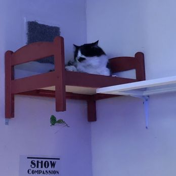 Purple Cat Cafe - Hanging out up high - Cafes Near Me - Glasgow, GLG